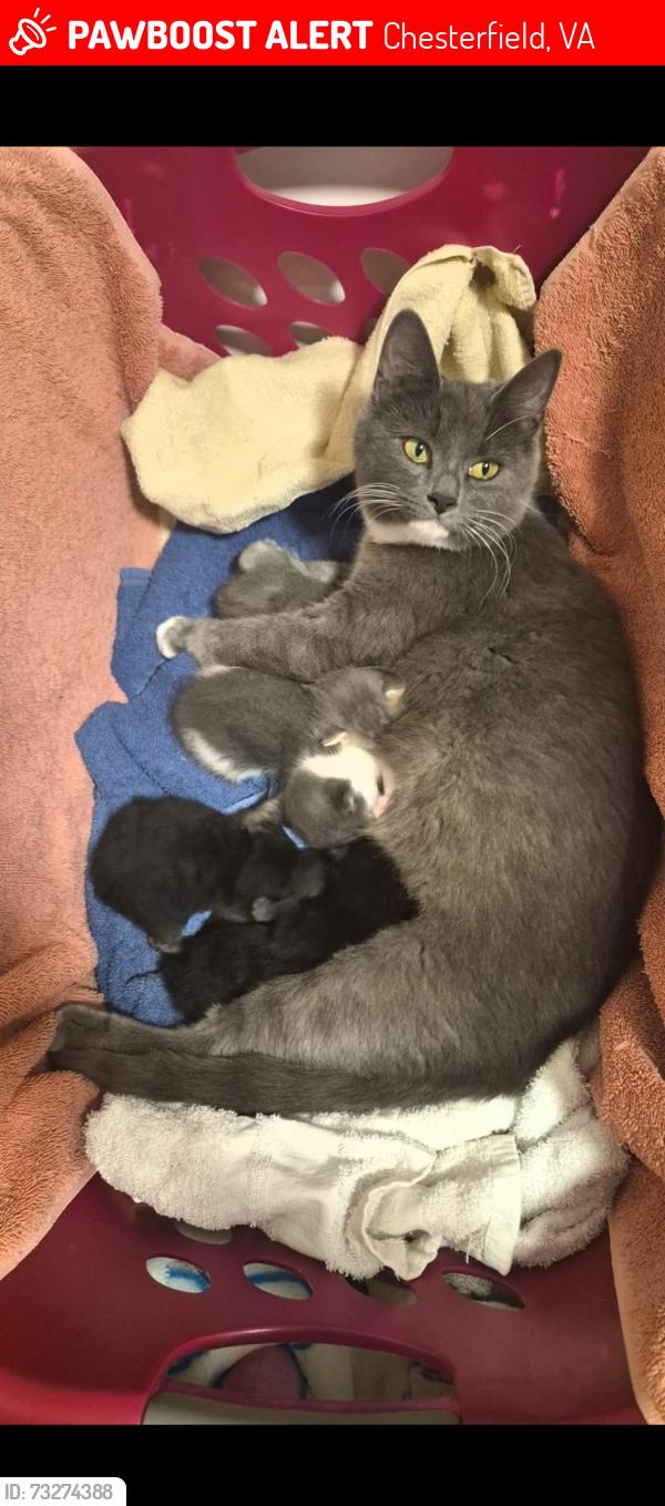 Lost Female Cat last seen River road & Second branch, Beach & Qualla rd, Chesterfield, VA 23838