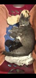 Lost Female Cat last seen River road & Second branch, Beach & Qualla rd, Chesterfield, VA 23838