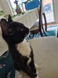 Found/Stray Female Cat last seen Midland Blvd near Locust, Nampa, ID 83686