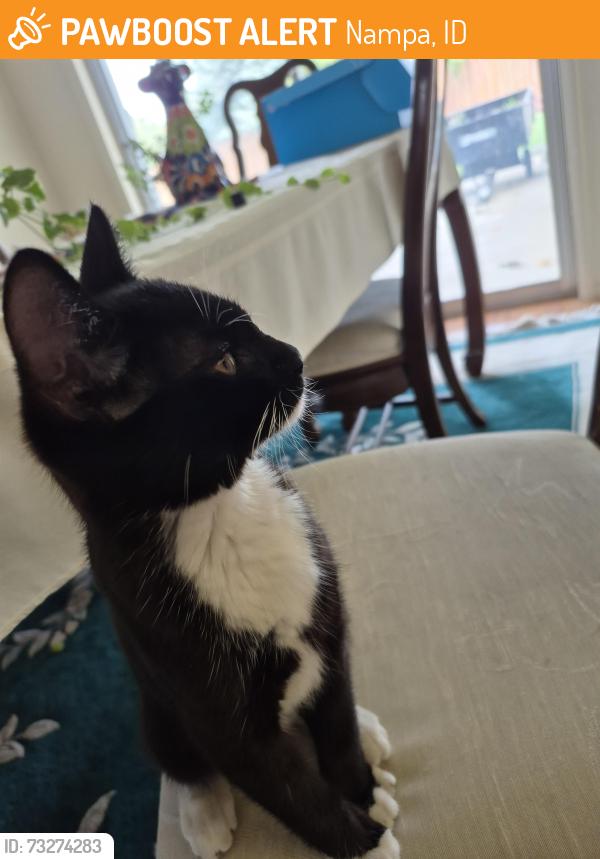 Found/Stray Female Cat last seen Midland Blvd near Locust, Nampa, ID 83686