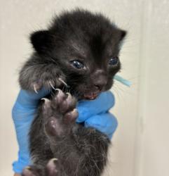 Shelter Stray Female Cat last seen Fawn Lake Dr. / Falling Water, Brazos County, TX, 5359 Leonard Rd, Bryan, TX 77807, USA