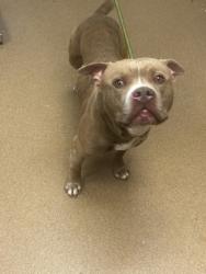 Shelter Stray Male Dog last seen Near Brookfield Ln Decatur Georgia 30032, 30032, GA, 3280 Chamblee Dunwoody Rd, Chamblee, GA 30341, USA
