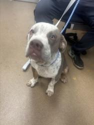 Shelter Stray Male Dog last seen Near Panola Rd, Stonecrest, GA 30038, 30038, GA, 3280 Chamblee Dunwoody Rd, Chamblee, GA 30341, USA