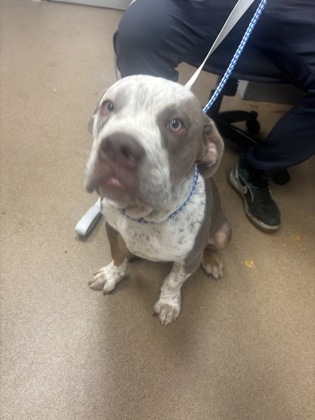 Shelter Stray Male Dog last seen Near Panola Rd, Stonecrest, GA 30038, 30038, GA, 3280 Chamblee Dunwoody Rd, Chamblee, GA 30341, USA