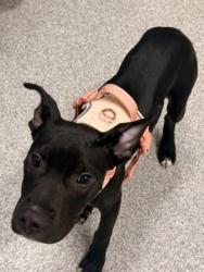 Shelter Stray Male Dog last seen Near Pennsylvani Ave. Furman Templeton Elementary, 21217, MD, 2490 Giles Rd, Baltimore, MD 21225, USA