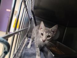 Shelter Stray Male Cat last seen Near block of Saunders Road, A1 Chelan County - UGA, WA, 1474 S Wenatchee Ave, Wenatchee, WA 98801, USA