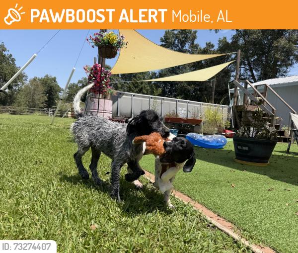 Found/Stray Male Dog last seen Airport bvld and calvert rd, Mobile, AL 36608