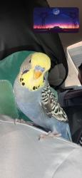 Lost Male Bird last seen Maplewood high school. 120 Galloway Rd, Scarborough, ON M1E 1W7, Toronto, ON M1E 4X4
