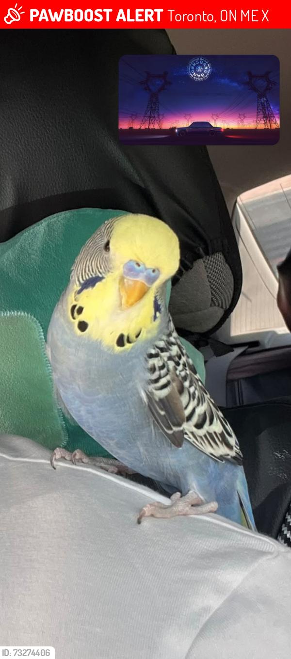 Lost Male Bird last seen Maplewood high school. 120 Galloway Rd, Scarborough, ON M1E 1W7, Toronto, ON M1E 4X4