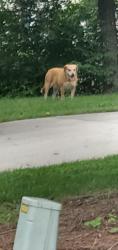 Found/Stray Unknown Dog last seen Pineburr and New Hampshire, Jamestown, NC 27282