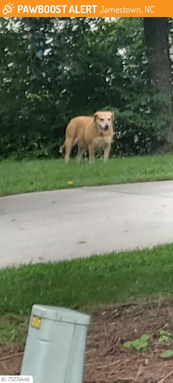 Found/Stray Unknown Dog last seen Pineburr and New Hampshire, Jamestown, NC 27282