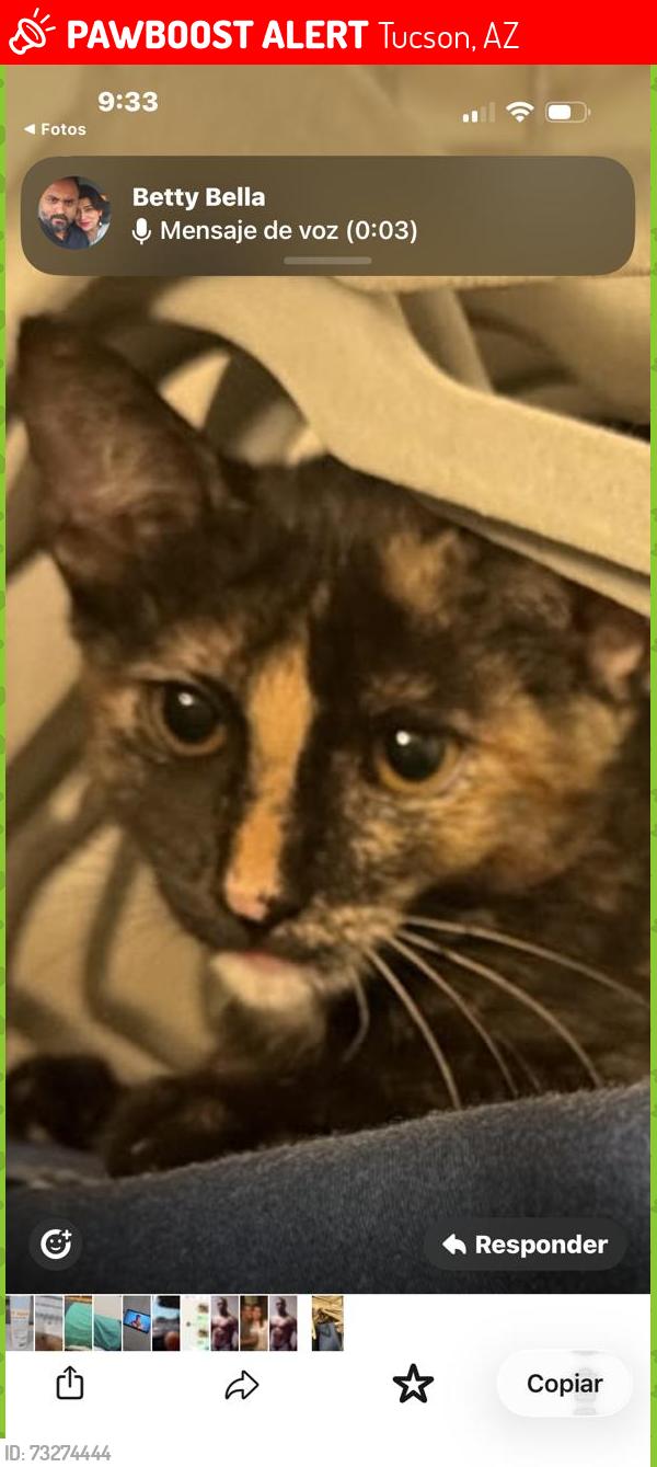 Lost Female Cat last seen Near W tybolt Dr., Tucson, AZ 85746