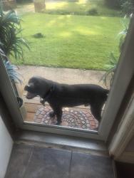 Found/Stray Male Dog last seen Dunn Road, St. Louis, MO 63136