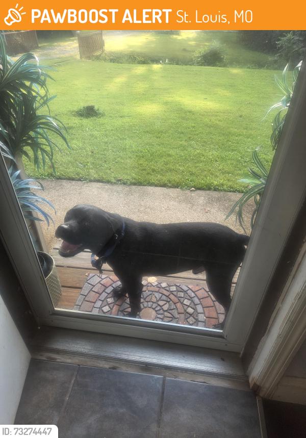 Found/Stray Male Dog last seen Dunn Road, St. Louis, MO 63136