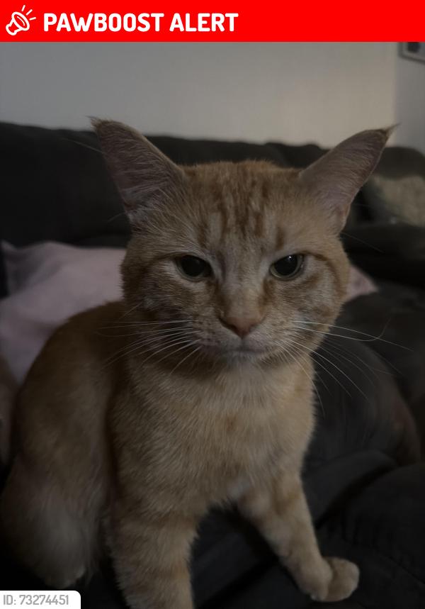 Lost Male Cat last seen N/a, South Brunswick Township, NJ 08824