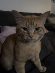 Lost Male Cat last seen N/a, South Brunswick Township, NJ 08824