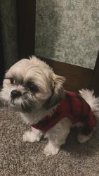 Lost Male Dog last seen Mill Road, Milwaukee, WI 53224