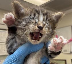 Shelter Stray Male Cat last seen SE 157TH/Division, OR, 1700 W Historic Columbia River Hwy, Troutdale, OR 97060, USA