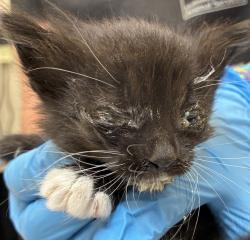 Shelter Stray Female Cat last seen SE 157TH/Division, OR, 1700 W Historic Columbia River Hwy, Troutdale, OR 97060, USA