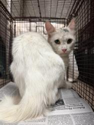 Shelter Stray Male Cat last seen Near Ed Acklin Road, MANOR, TX, 78653, 7201 Levander Loop bldg a, Austin, TX 78702, USA