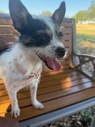 Shelter Stray Female Dog last seen Near Creedmoor Road, AUSTIN, TX, 78719, 7201 Levander Loop bldg a, Austin, TX 78702, USA