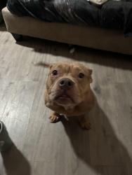 Found/Stray Female Dog last seen Creekside golf course, Modesto, CA 95354