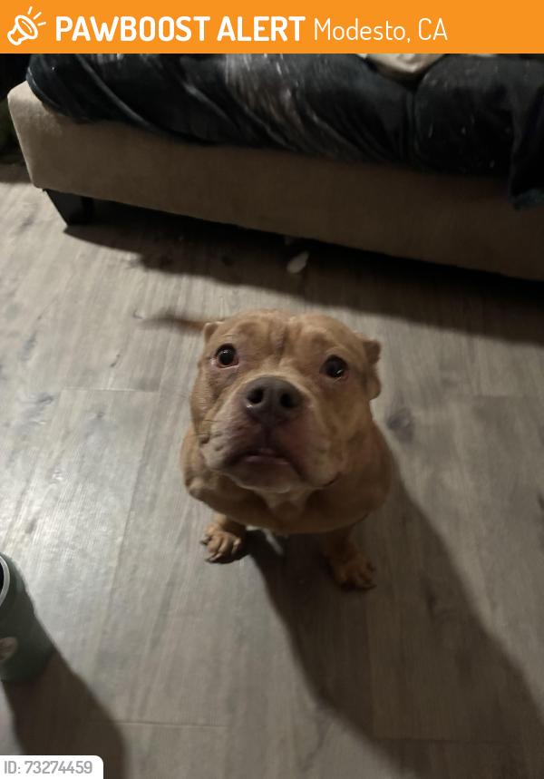 Found/Stray Female Dog last seen Creekside golf course, Modesto, CA 95354