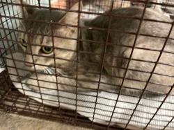 Shelter Stray Male Cat last seen Near Middleham Place, AUSTIN, TX, 78745, 7201 Levander Loop bldg a, Austin, TX 78702, USA