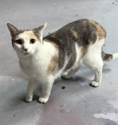 Lost Female Cat last seen Vally green neighborhood, Smyrna, TN 37167