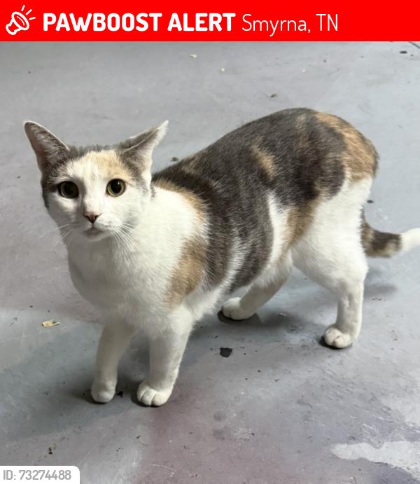 Lost Female Cat last seen Vally green neighborhood, Smyrna, TN 37167