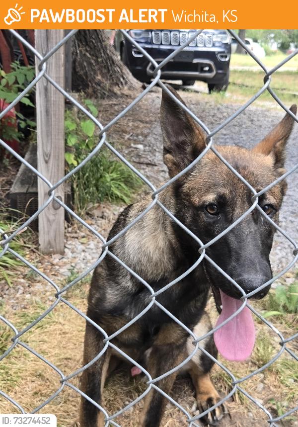 Found/Stray Male Dog last seen Orient blvrd and Glenn Street. Wichita Kansas, Wichita, KS 67213
