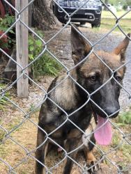 Found/Stray Male Dog last seen Orient blvrd and Glenn Street. Wichita Kansas, Wichita, KS 67213