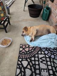 Found/Stray Female Dog last seen Near dreamway dr on my porch, Chunchula, AL 36521