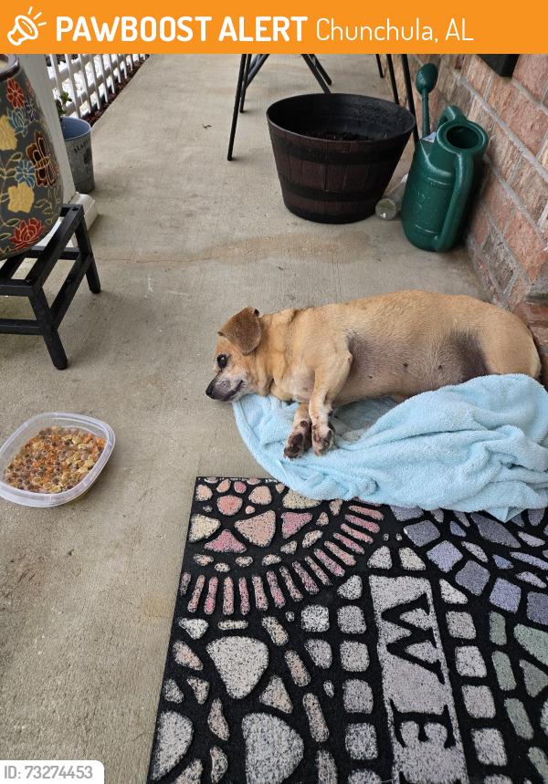 Found/Stray Female Dog last seen Near dreamway dr on my porch, Chunchula, AL 36521