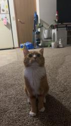 Reunited Male Cat last seen Oaks avenue, Superior, WI 54880