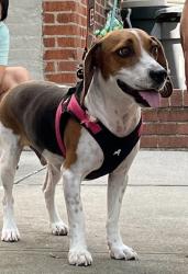 Reunited Male Dog last seen Brooklyn nyc, Brooklyn, NY 11214