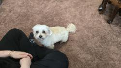 Reunited Male Dog last seen Conklintown and Manning, Ringwood, NJ 07456