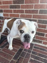 Reunited Male Dog last seen Near Blackhawk Blvd, Houston, TX 77089, USA, Houston, TX 77089