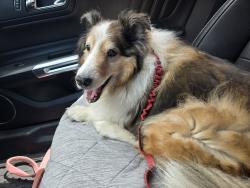 Reunited Male Dog last seen Lawrence & East River Road, Chicago, IL 60656