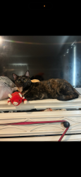 Reunited Female Cat last seen Near fessenden st, Boston, MA 02126