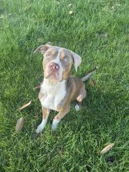 Found/Stray Male Dog last seen On Lester Street in Binghamton Area, Memphis, TN 38112