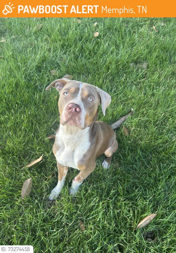 Found/Stray Male Dog last seen On Lester Street in Binghamton Area, Memphis, TN 38112
