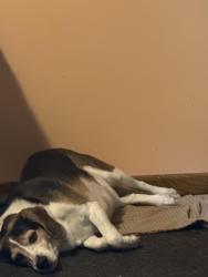 Lost Male Dog last seen New hope, New Hope, MN 55428