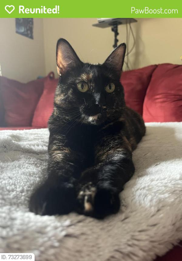 Reunited Female Cat last seen Wellington Meadows, Katy, TX 77449