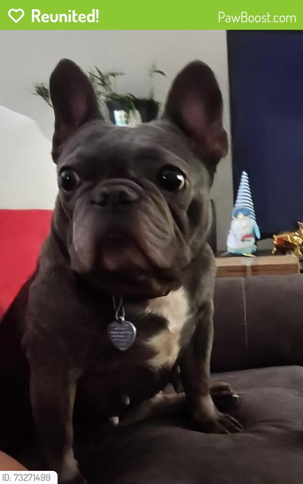 Reunited Female Dog last seen Near moongate terrace deltona, fl, Deltona, FL 32725