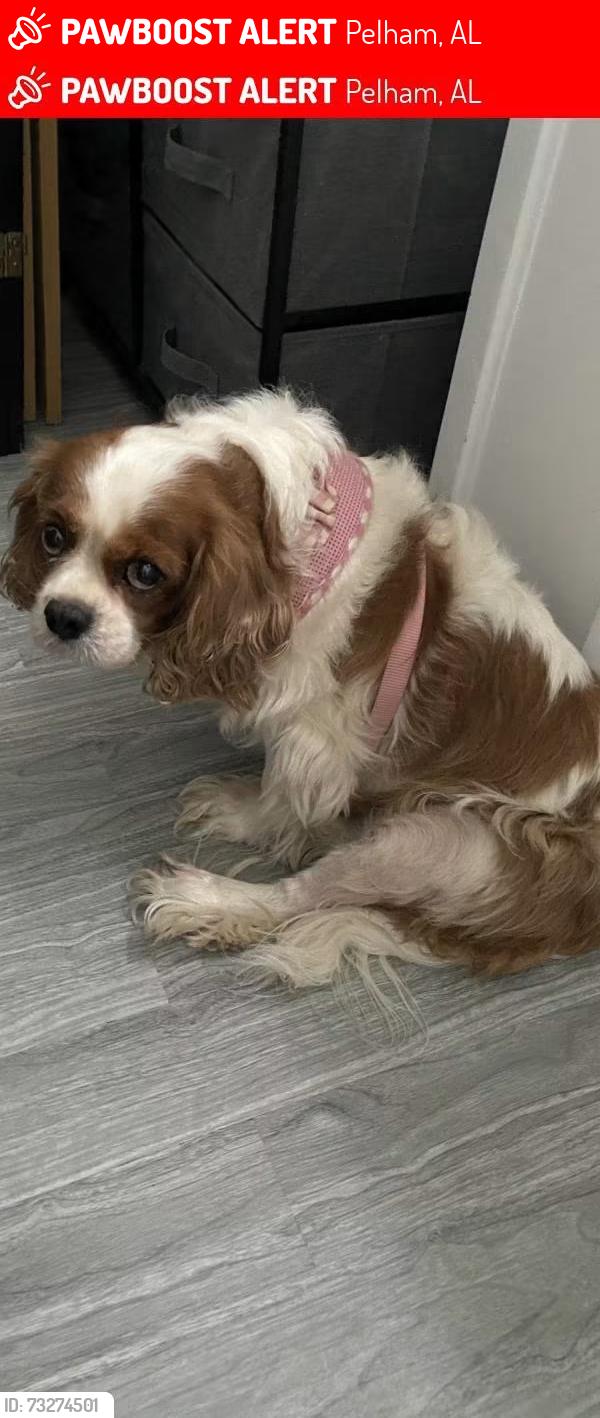 Lost Female Dog last seen Hidden creek, Pelham, AL 35124