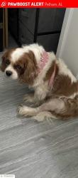 Lost Female Dog last seen Hidden creek, Pelham, AL 35124