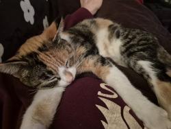Reunited Female Cat last seen gateway apt , behind Winco on 102, Portland, OR 97220