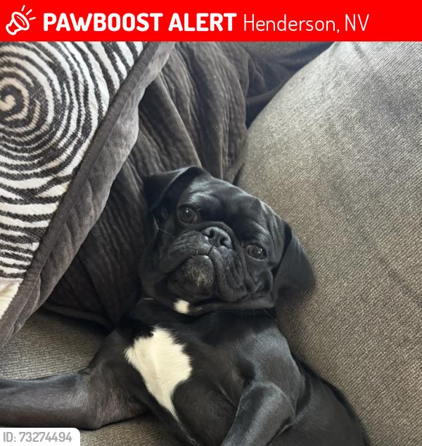 Lost Male Dog last seen Russell Rd/Hollywood Blvd., Henderson, NV 89011