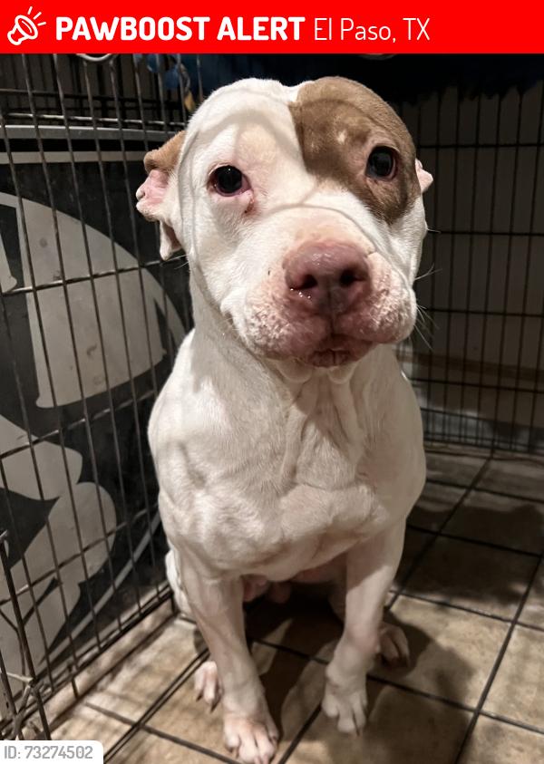 Lost Female Dog last seen Sunny Land, El Paso, TX 79938